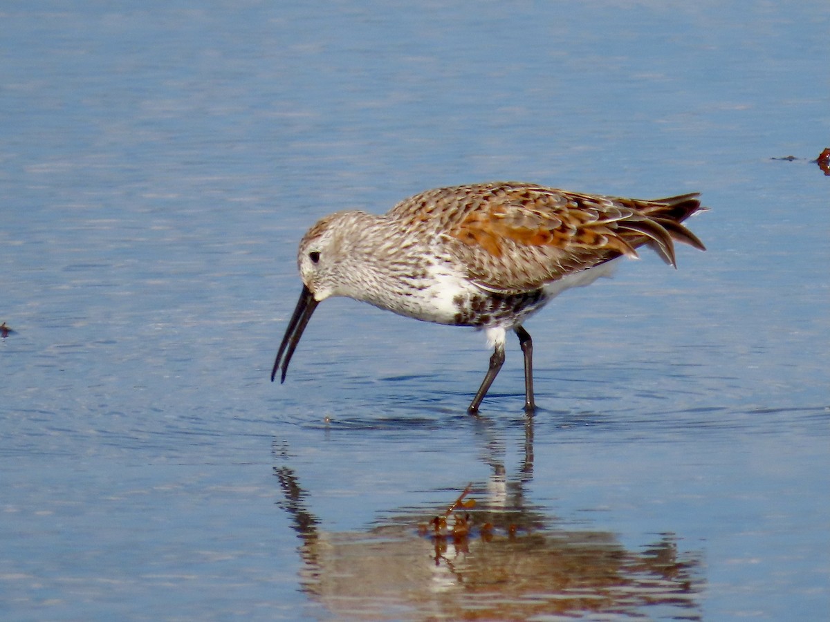 Dunlin - ML634862448