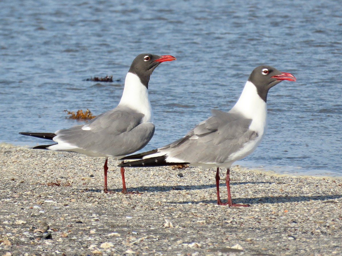 Laughing Gull - ML634862457