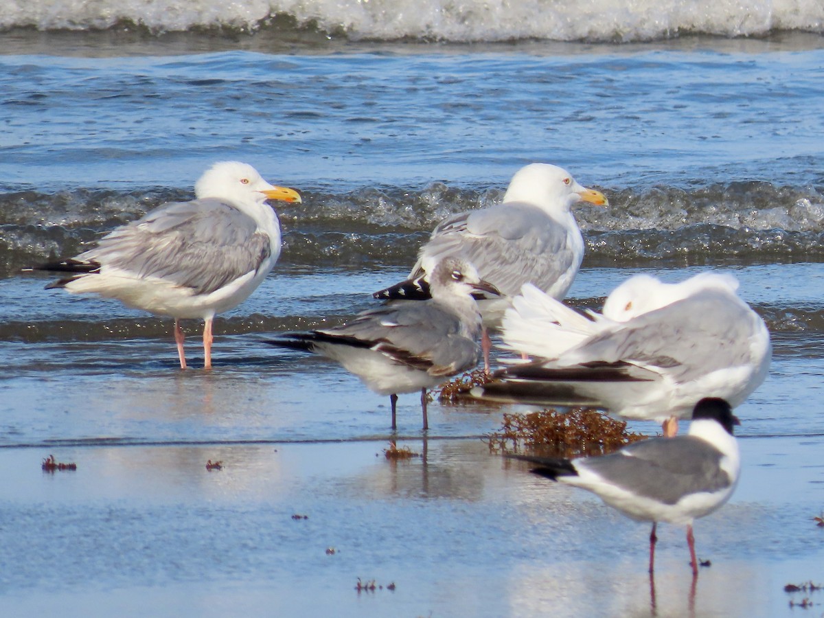 American Herring Gull - ML634862465