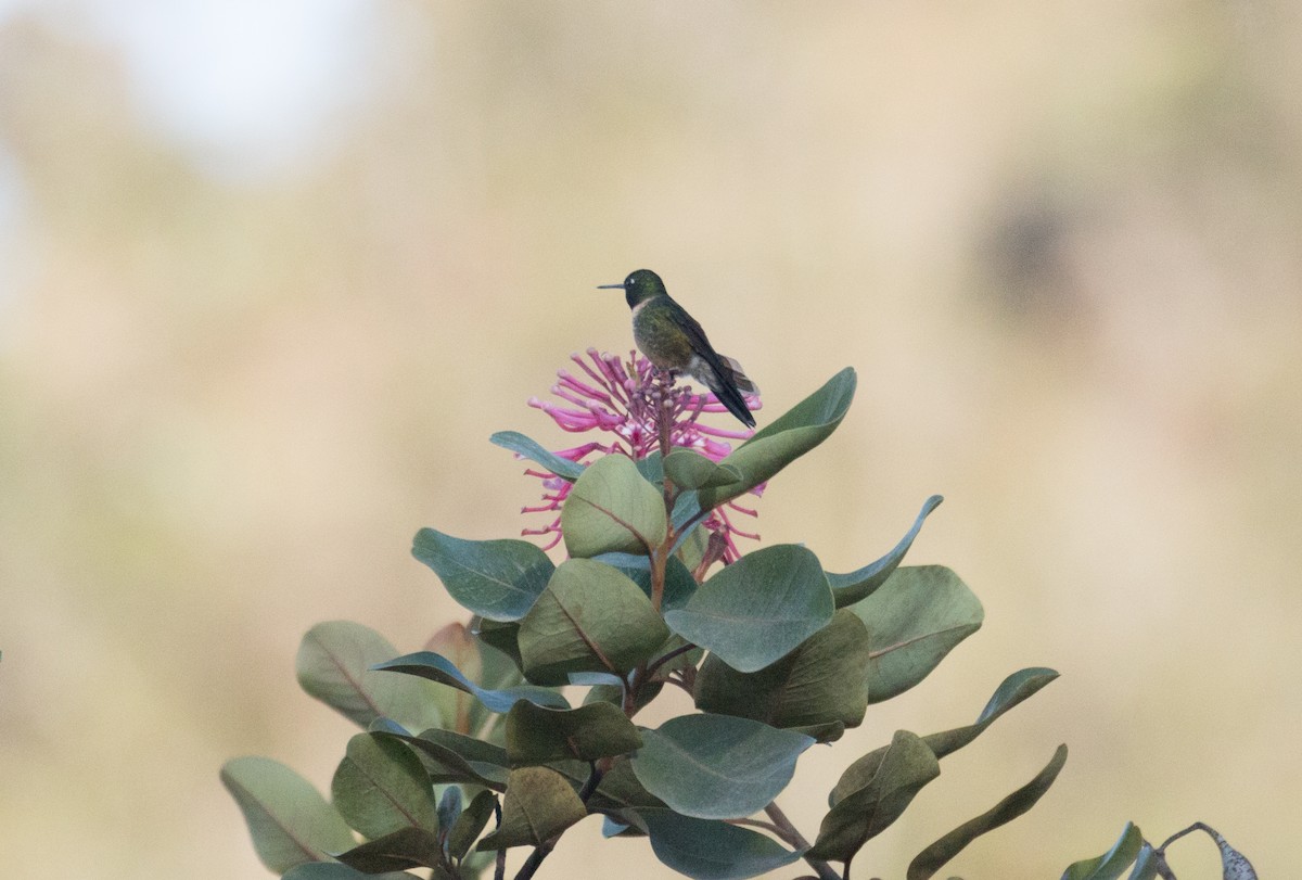 Amethyst-throated Sunangel - ML634862537