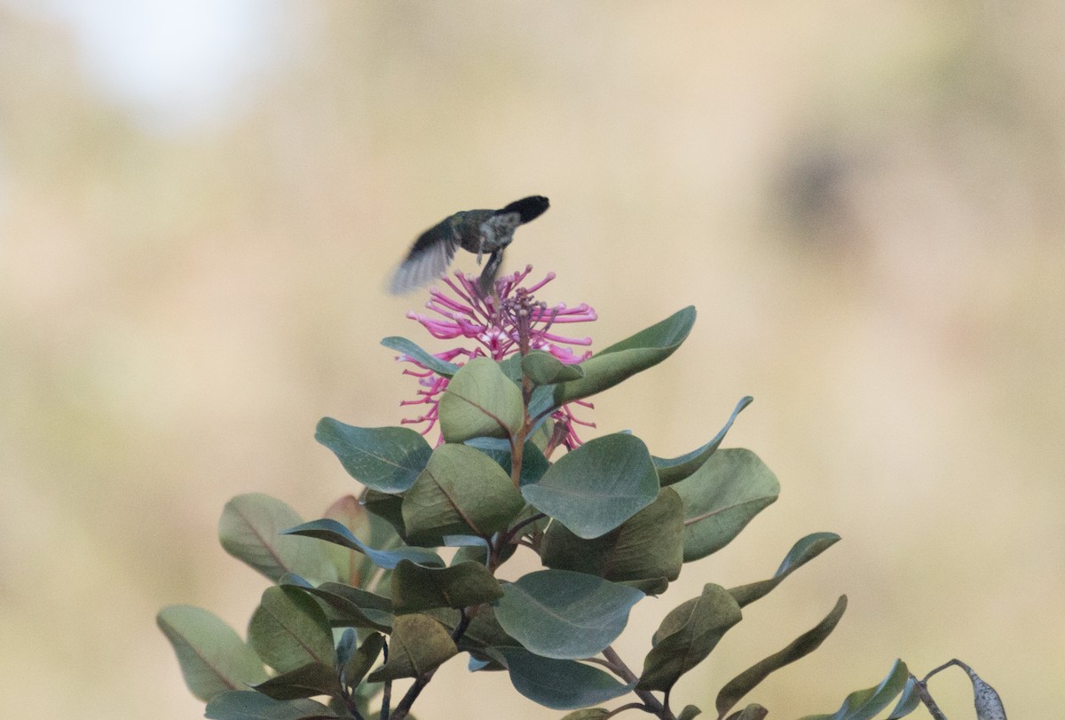 Amethyst-throated Sunangel - ML634862538