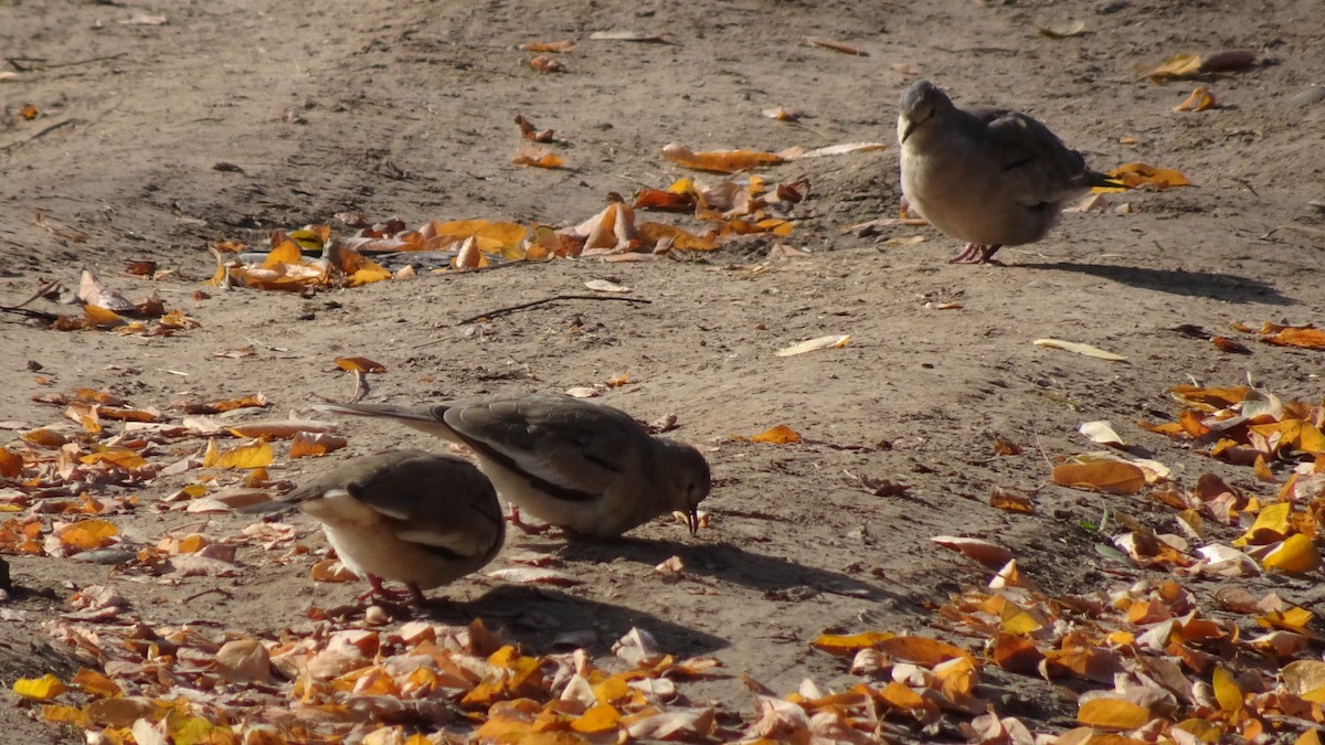 Picui Ground Dove - ML634862629