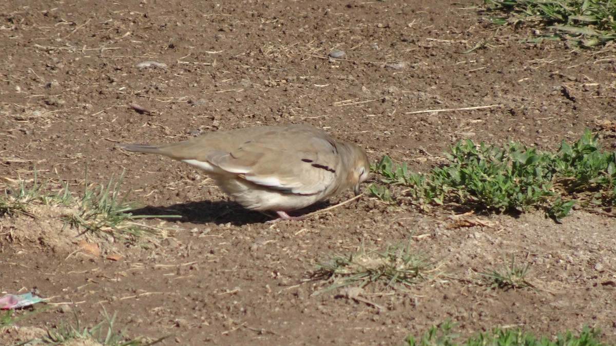 Picui Ground Dove - ML634862630