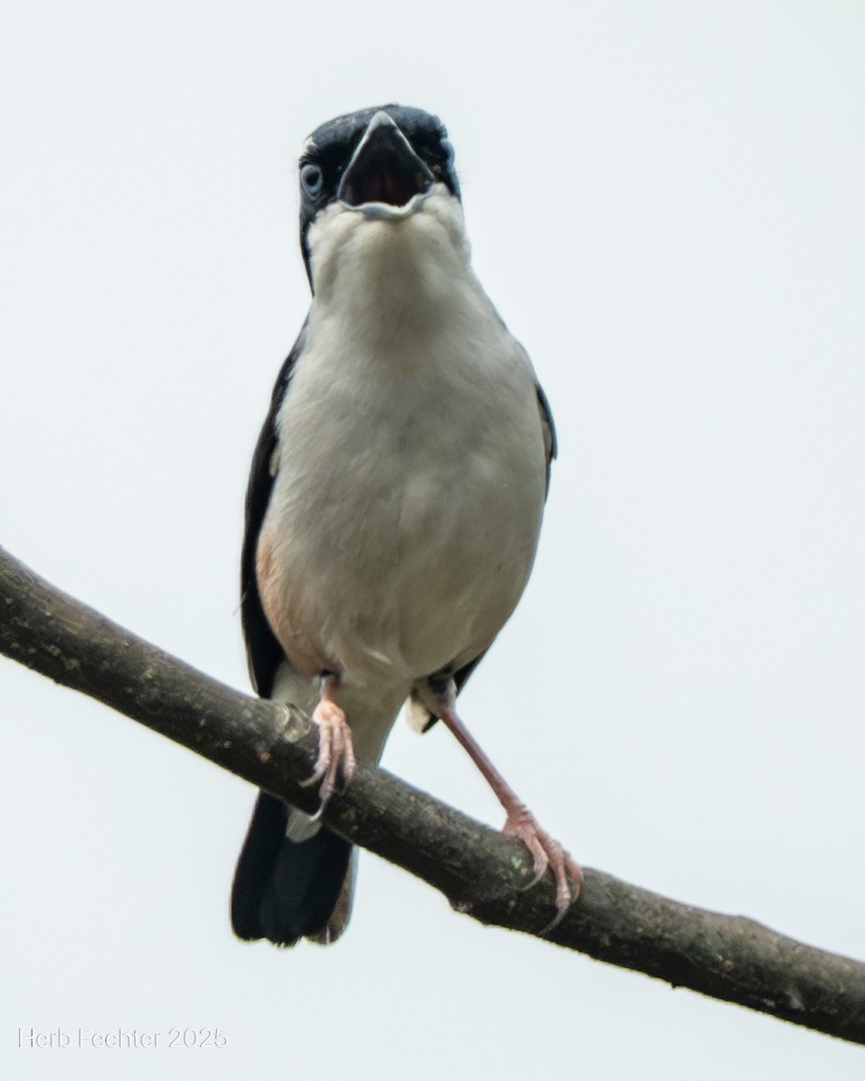 White-browed Shrike-Babbler - ML634862683