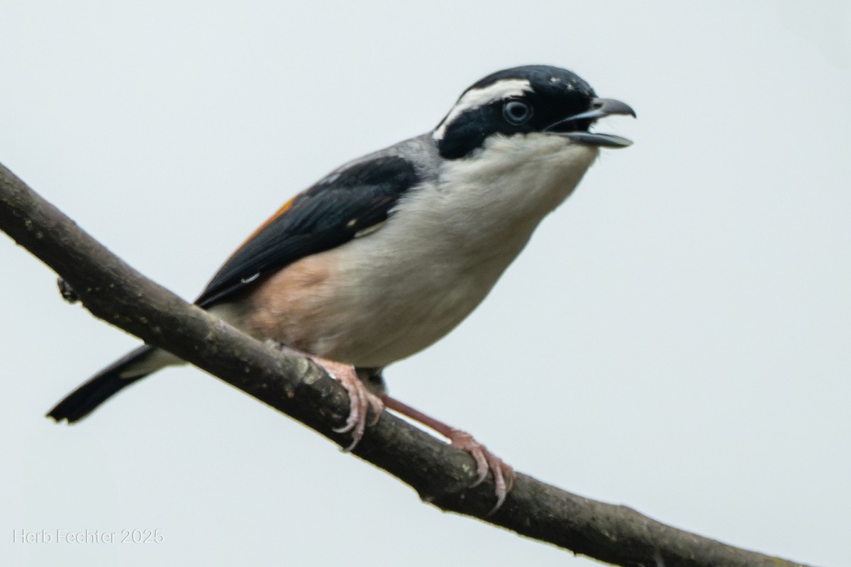 White-browed Shrike-Babbler - ML634862684