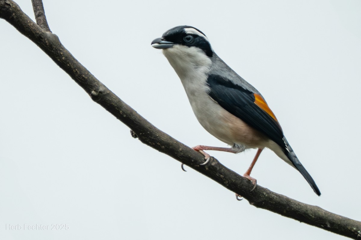 White-browed Shrike-Babbler - ML634862685