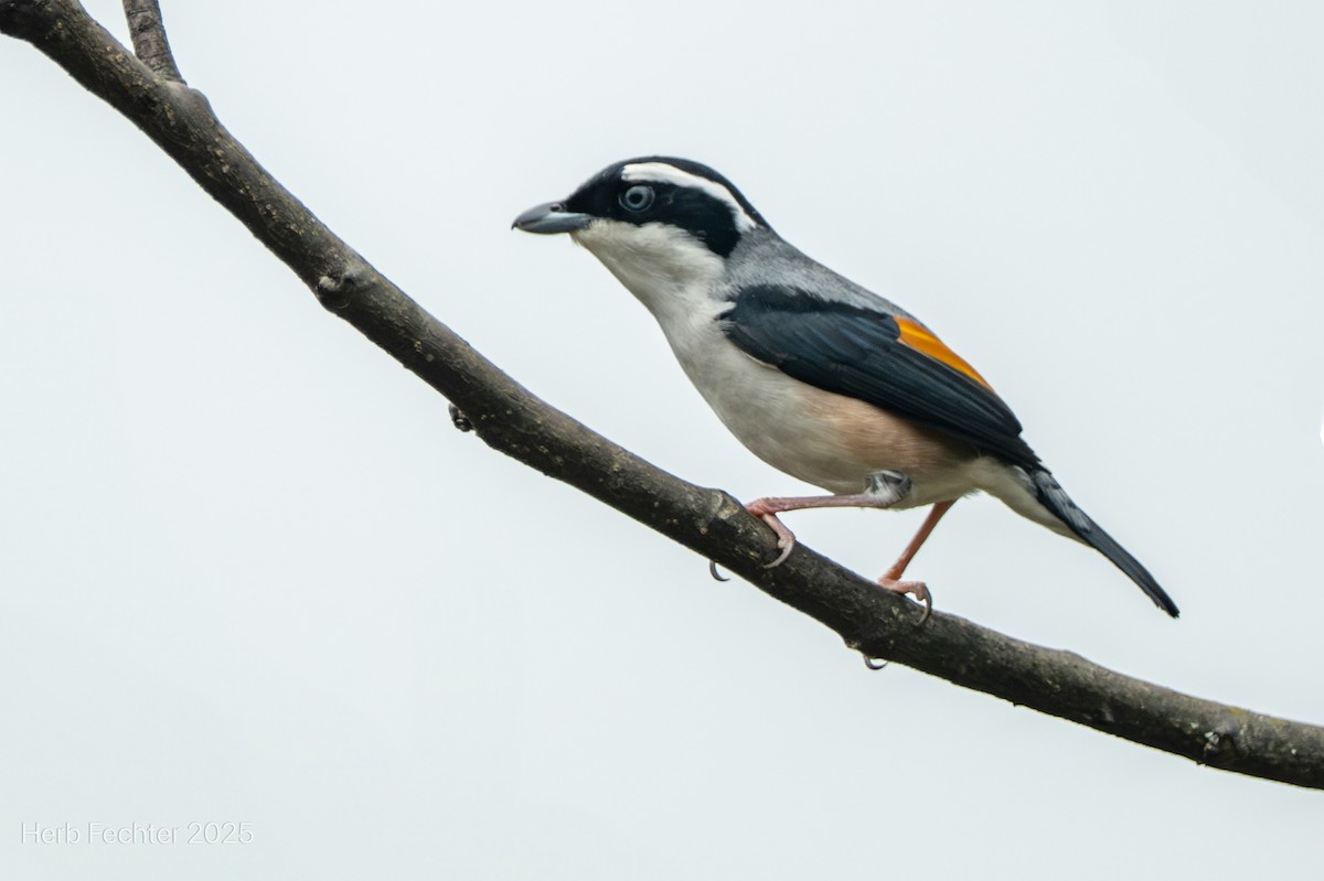 White-browed Shrike-Babbler - ML634862686