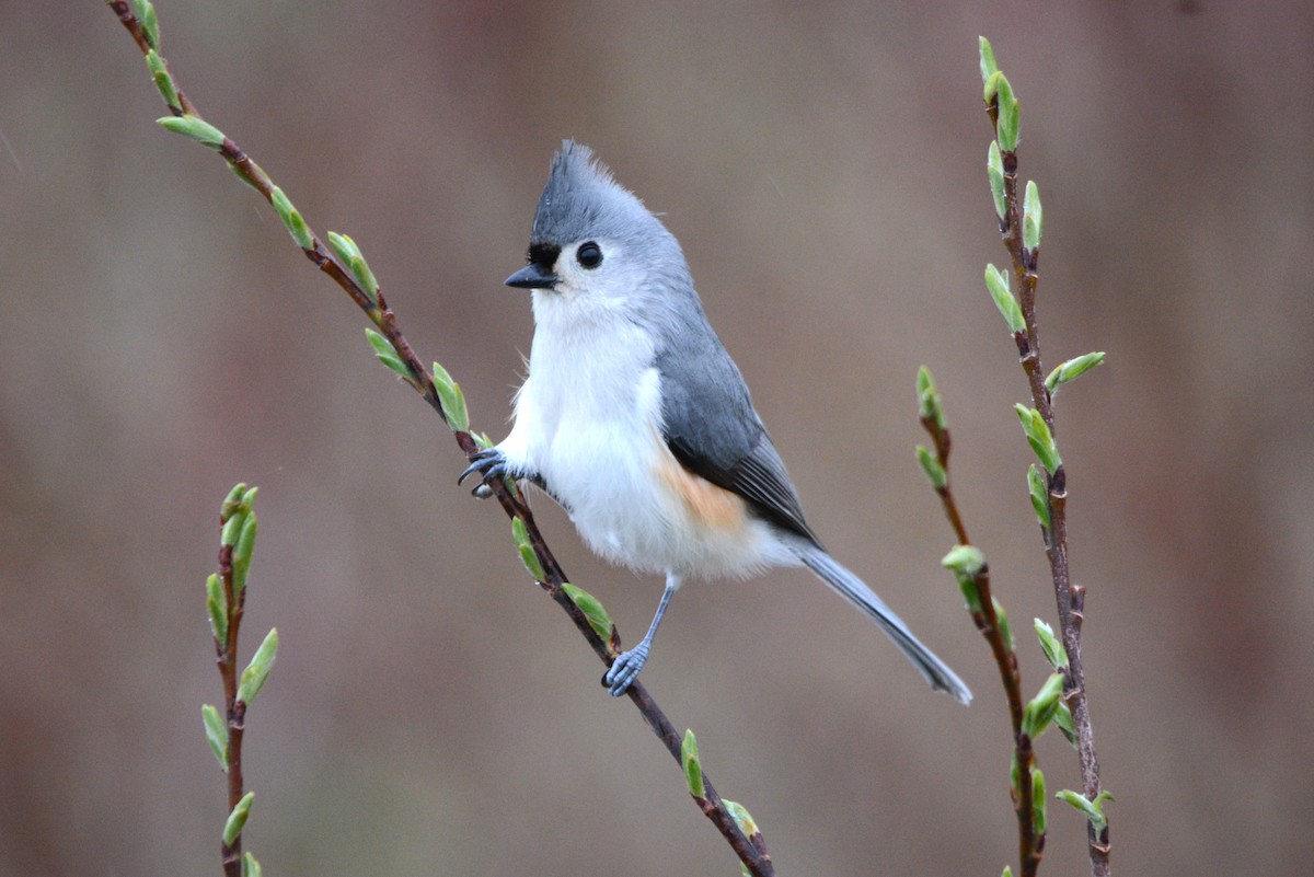Mésange bicolore - ML634862762