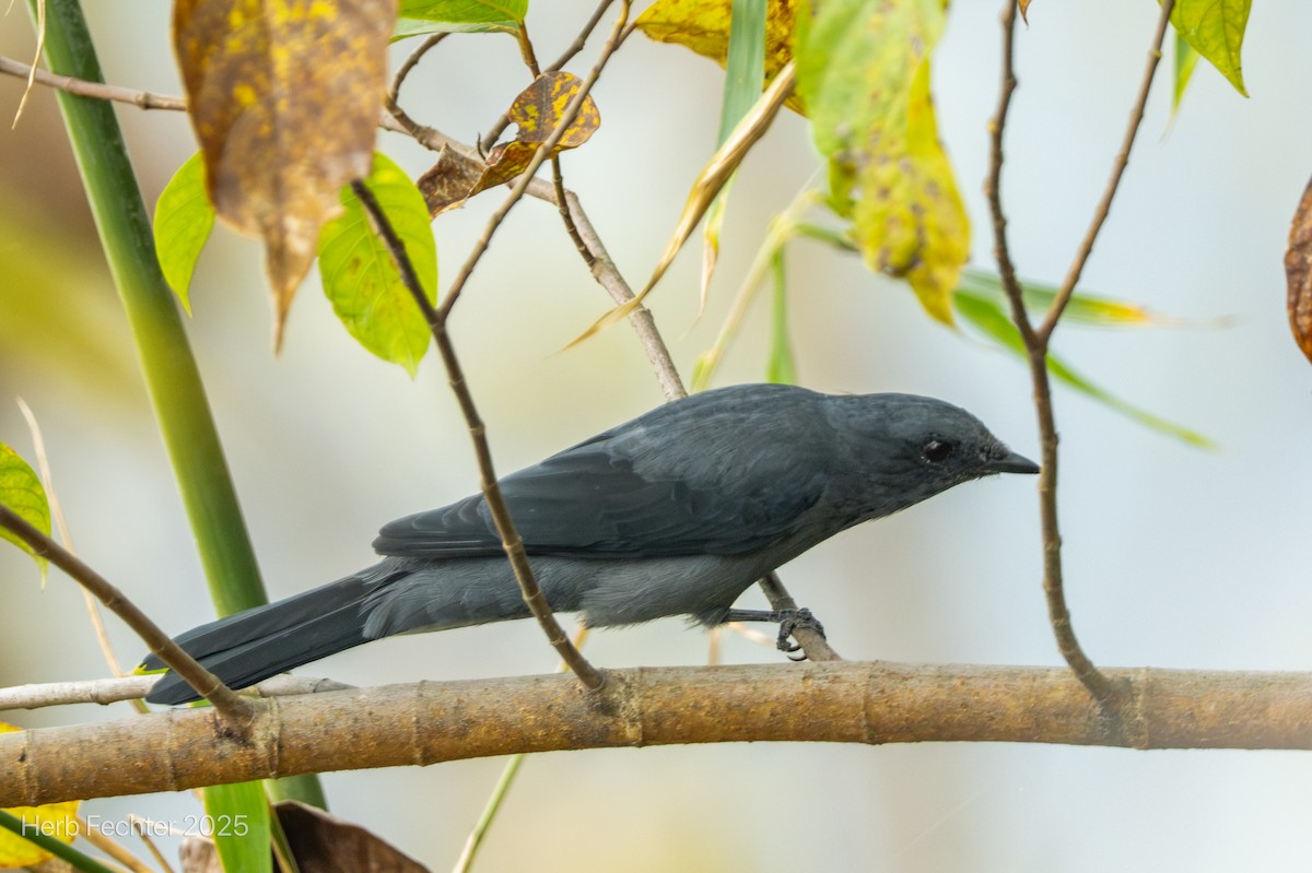 Black-winged Cuckooshrike - ML634862801
