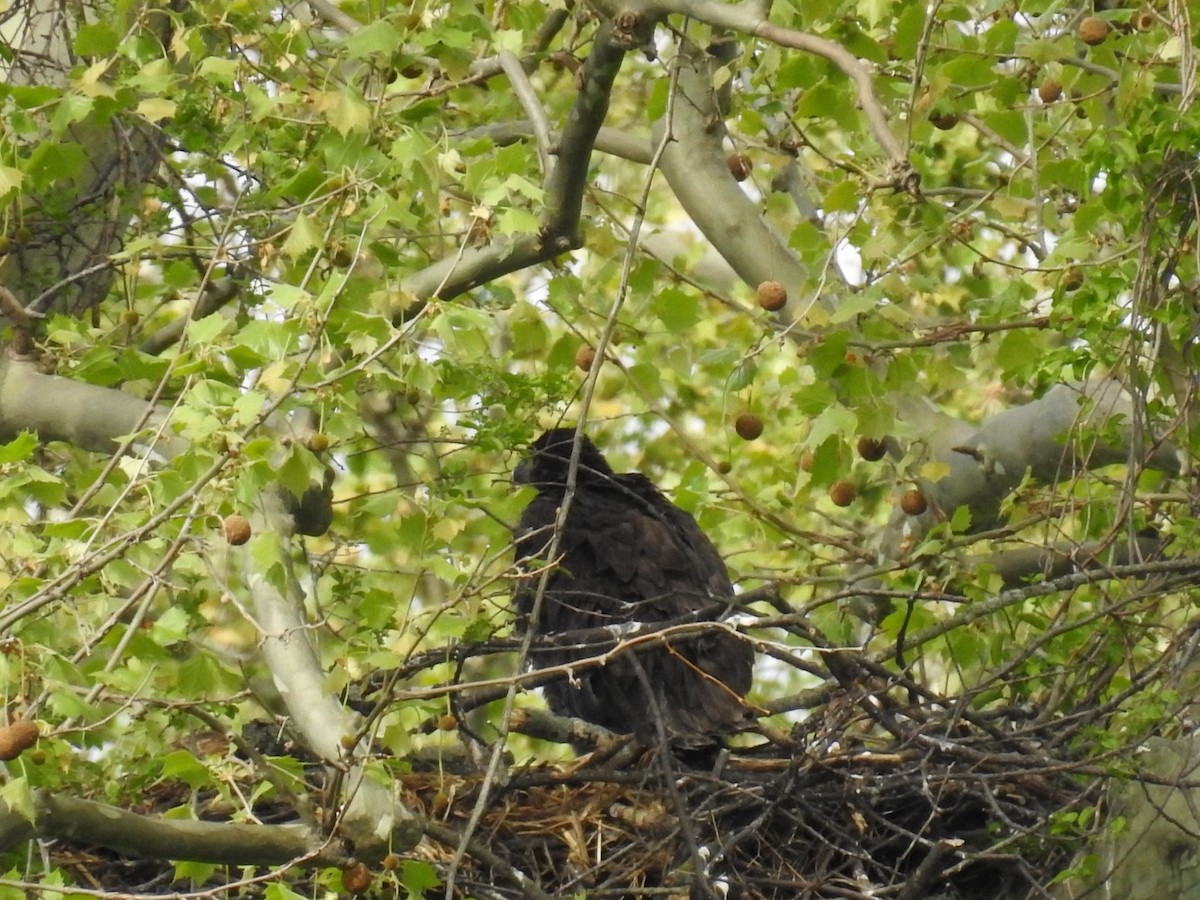 Bald Eagle - ML634862807