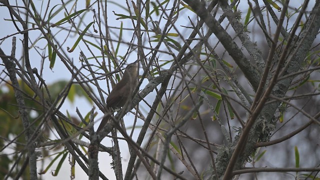 Freckle-breasted Thornbird - ML634862814