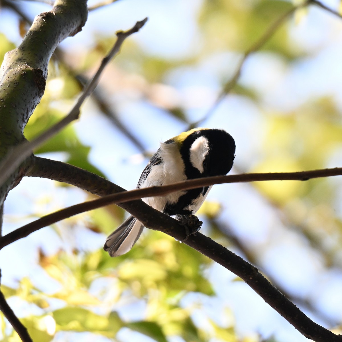 Asian Tit - ML634862835