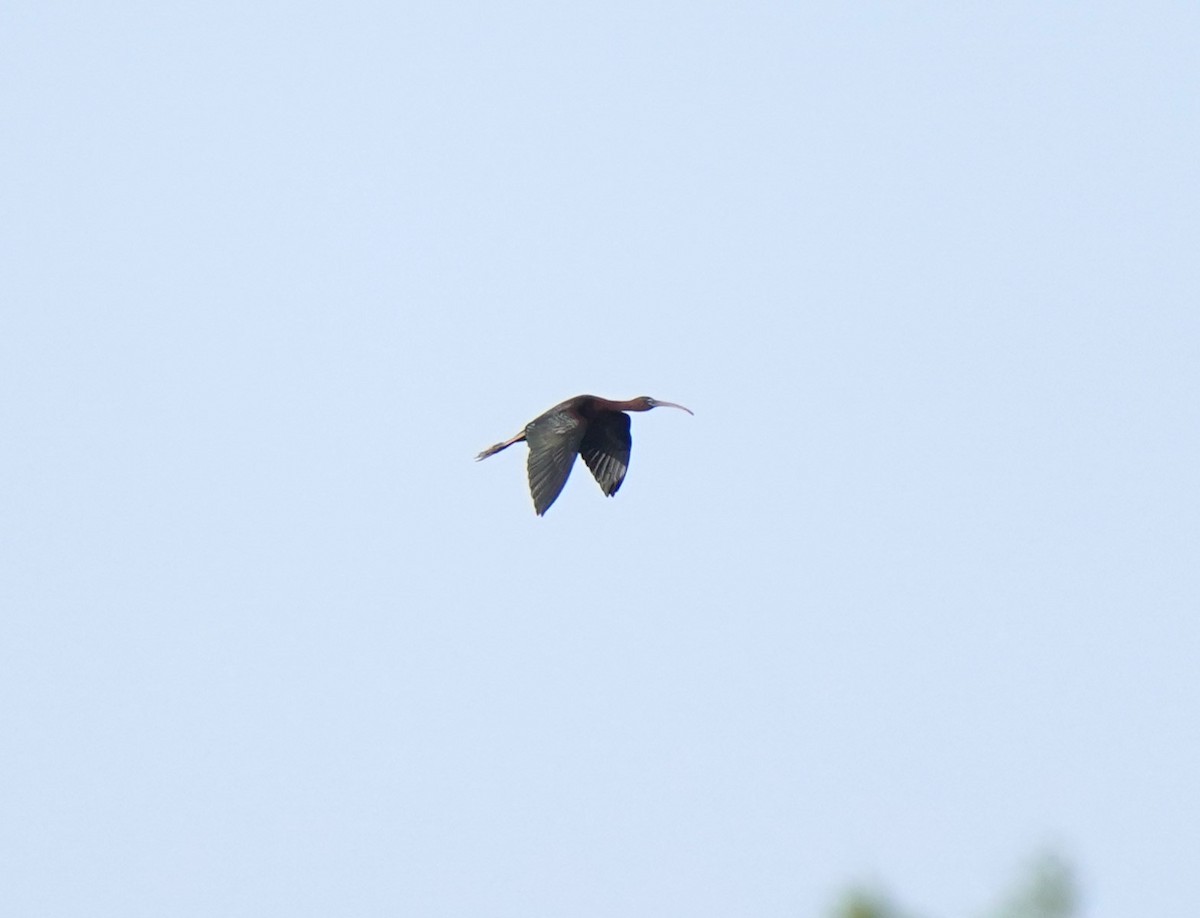 Glossy Ibis - ML634862924