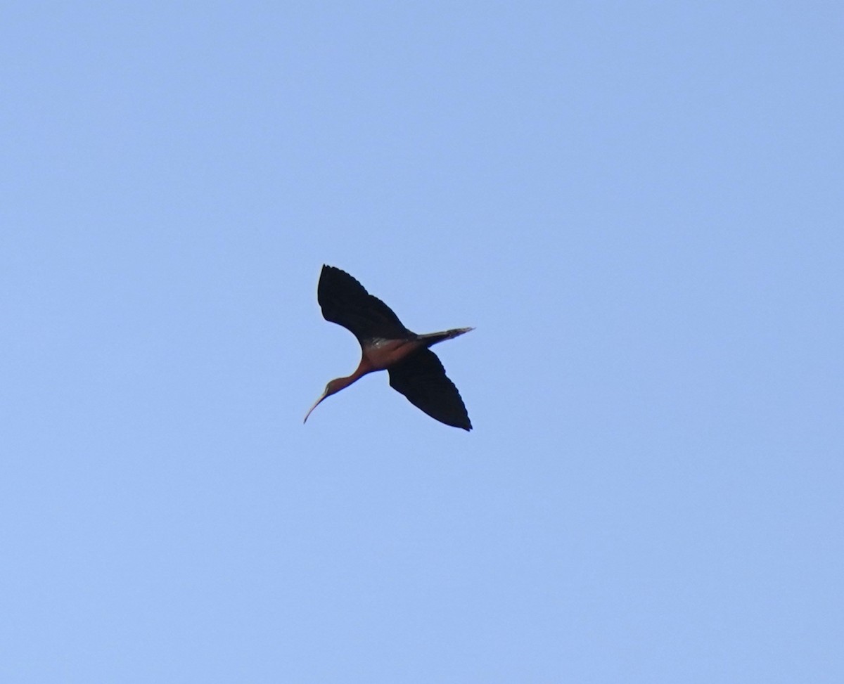 Glossy Ibis - ML634862925
