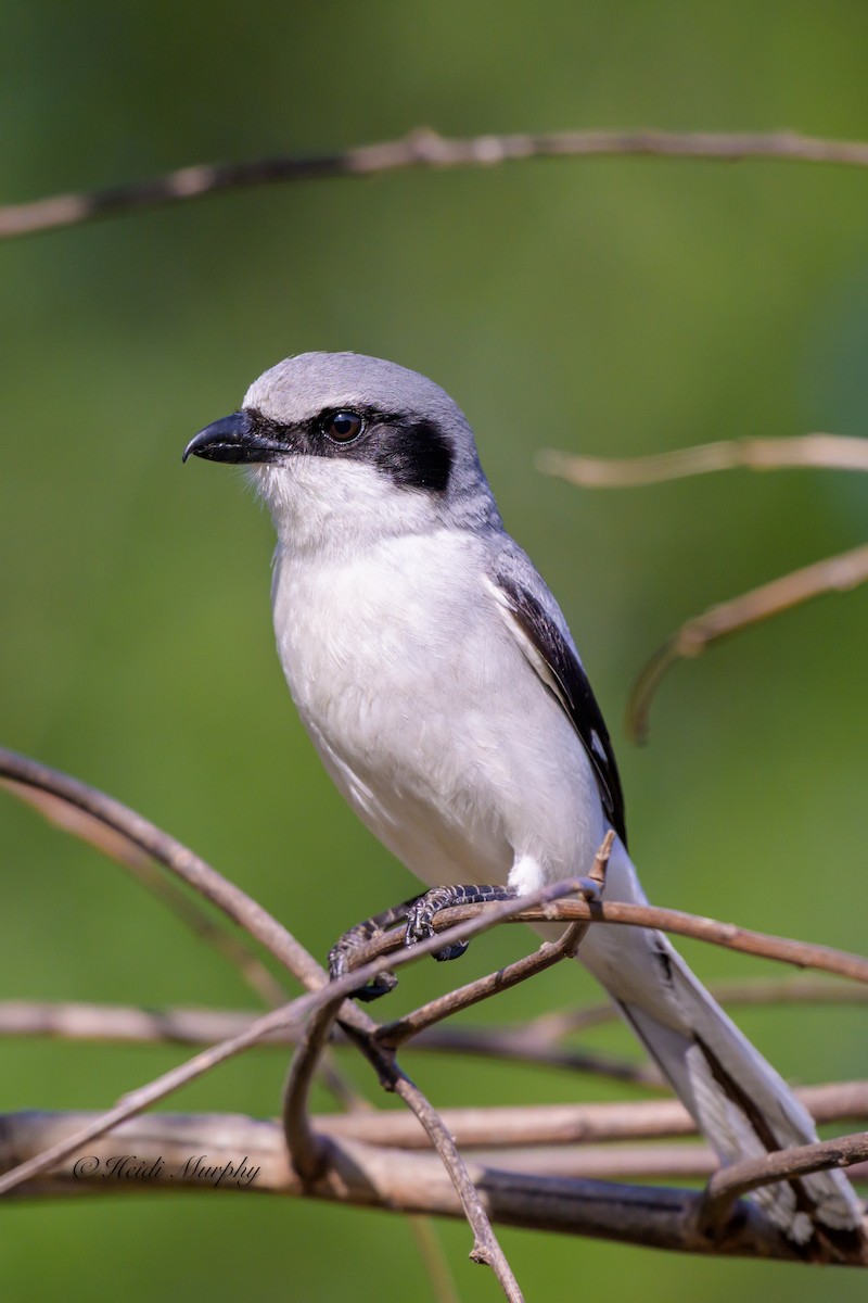 Pie-grièche migratrice - ML634862929