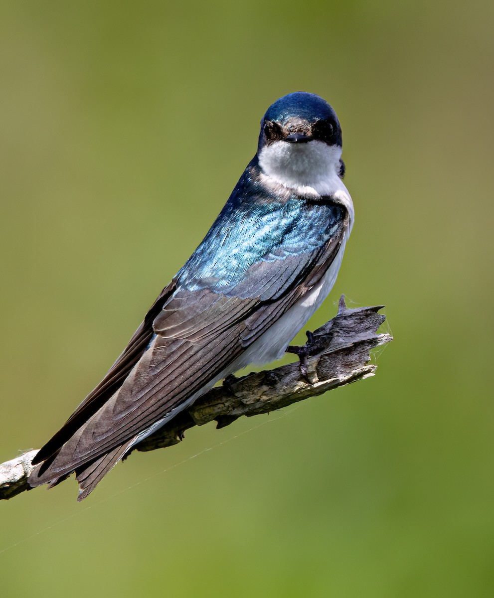 Tree Swallow - ML634862963