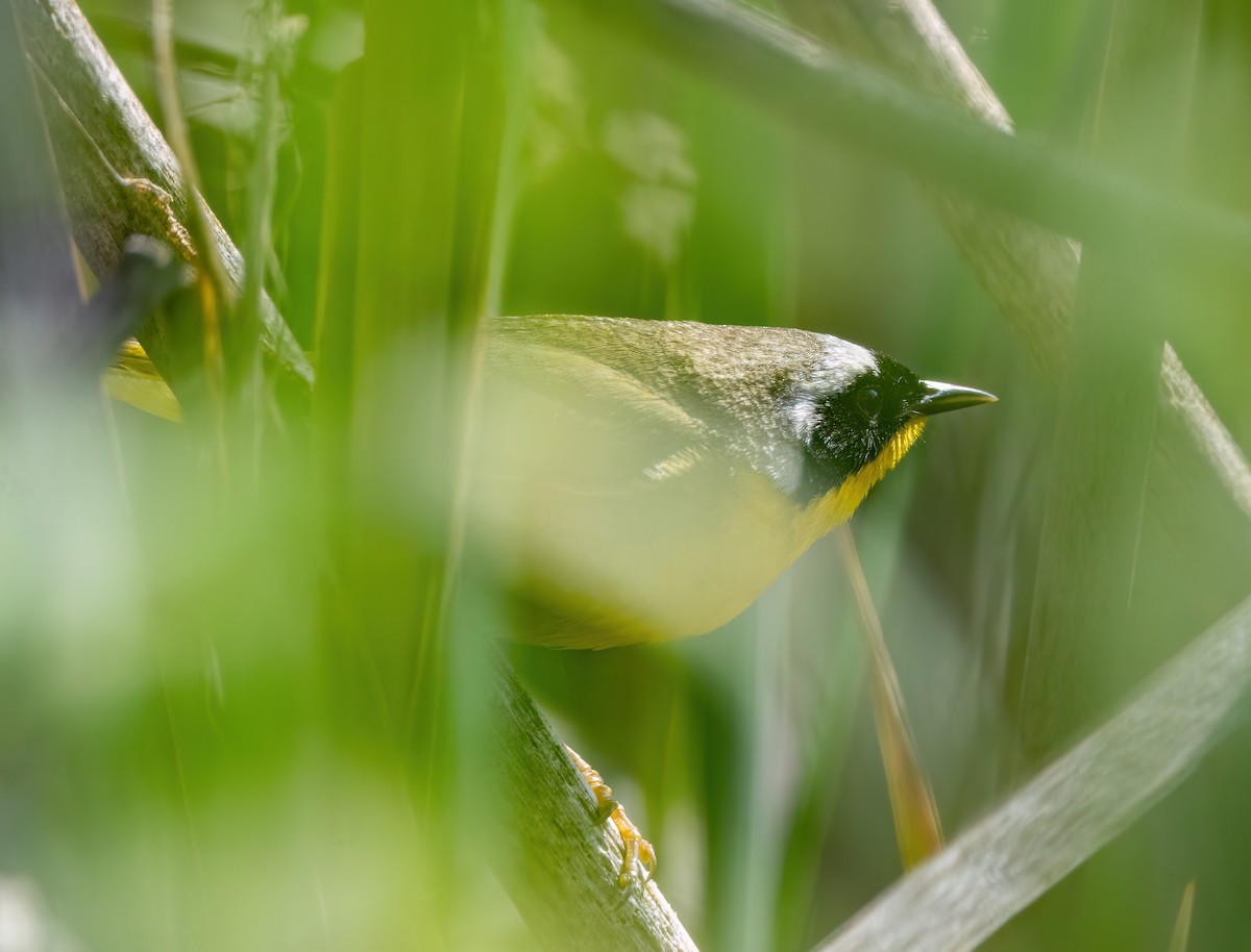 Common Yellowthroat - ML634862980