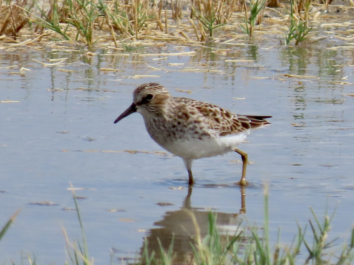 Least Sandpiper - ML634862996