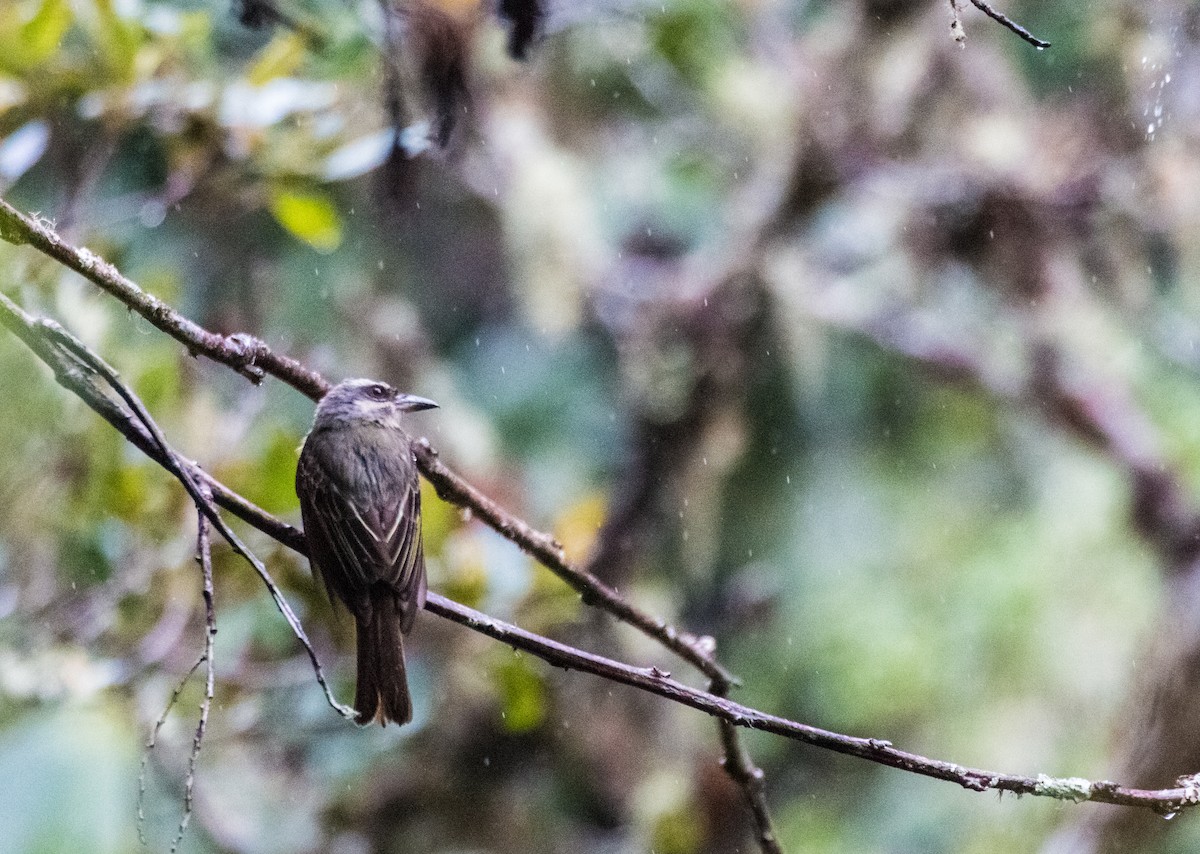 Golden-crowned Flycatcher - ML634863037