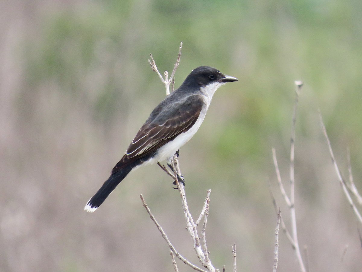 Eastern Kingbird - ML634863111