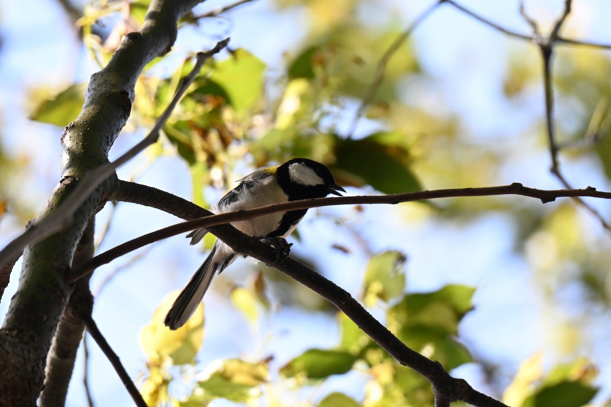 Asian Tit - ML634863145