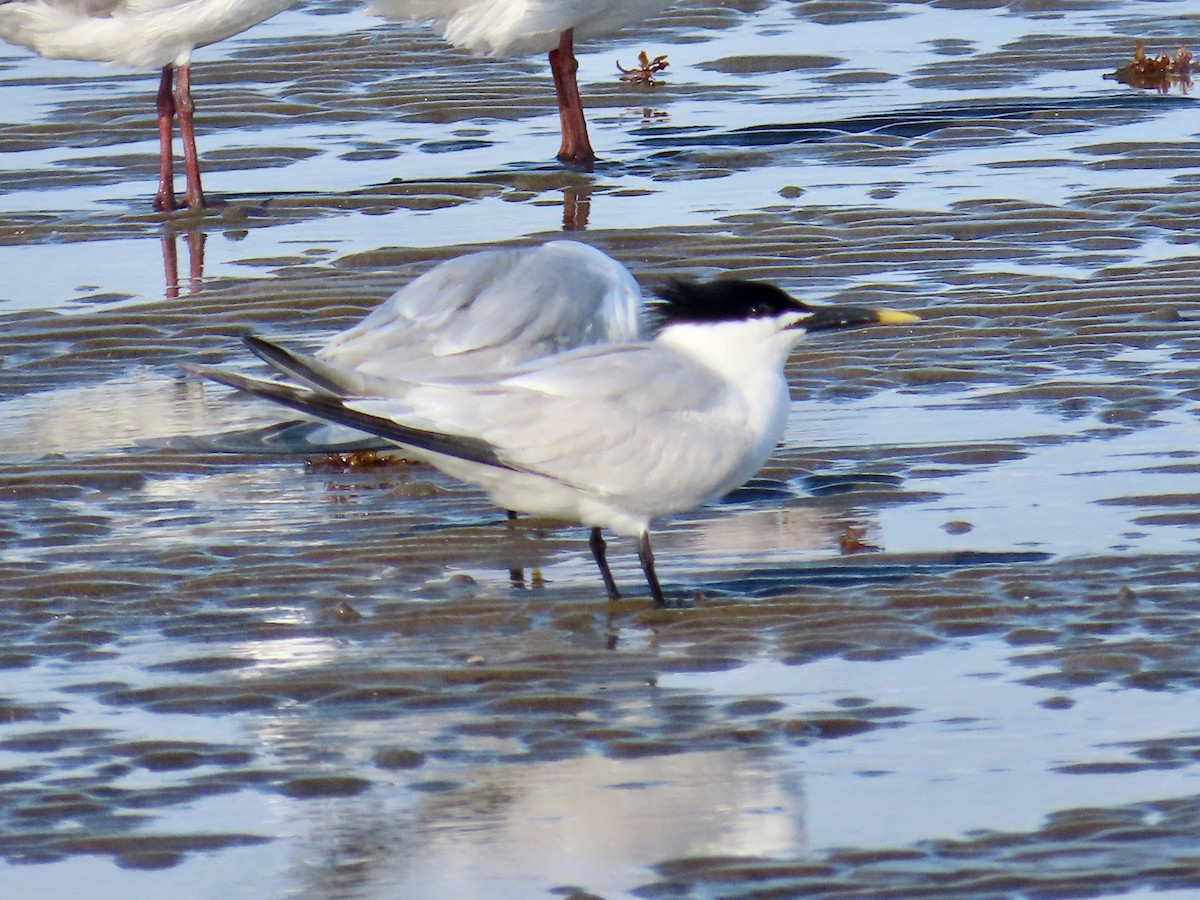 Sandwich Tern - ML634863215