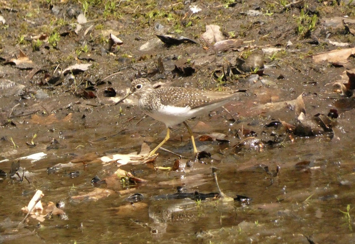 Solitary Sandpiper - ML634863400