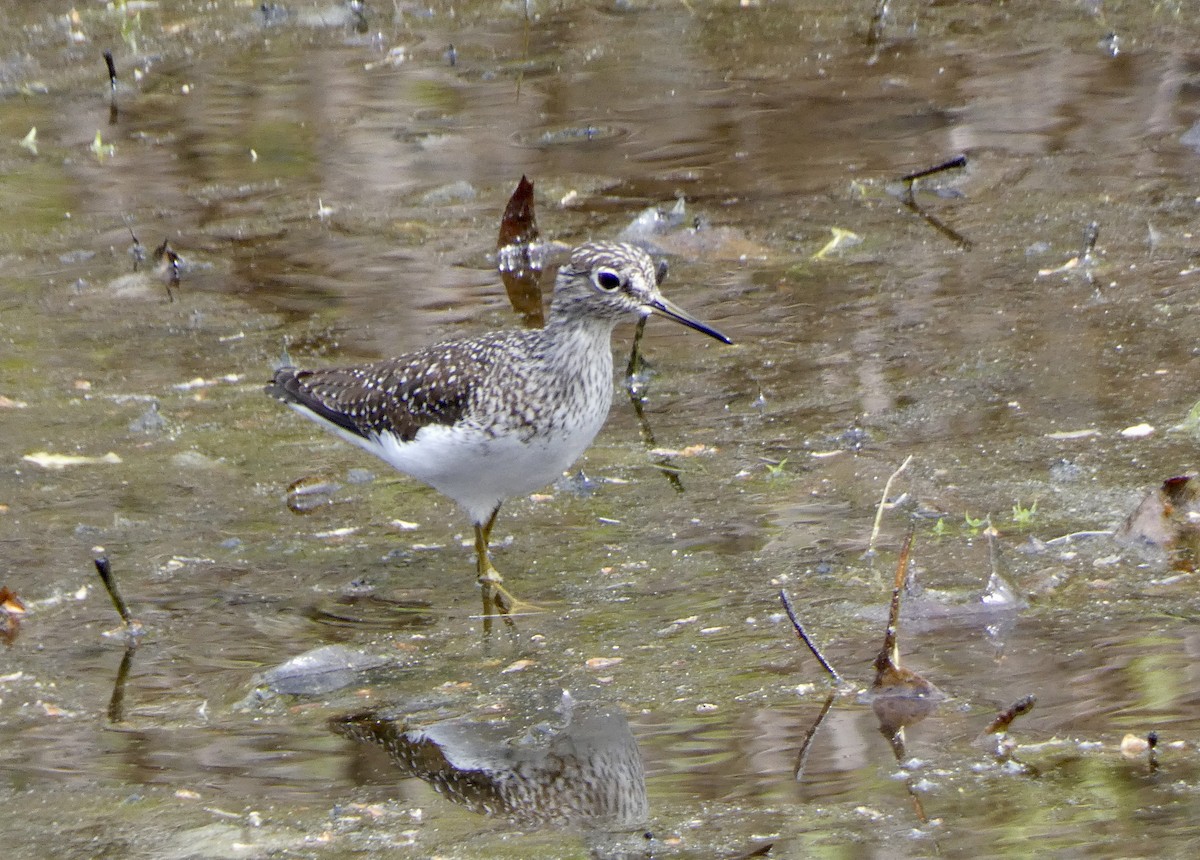 Solitary Sandpiper - ML634863401