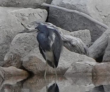 Tricolored Heron - ML634863467