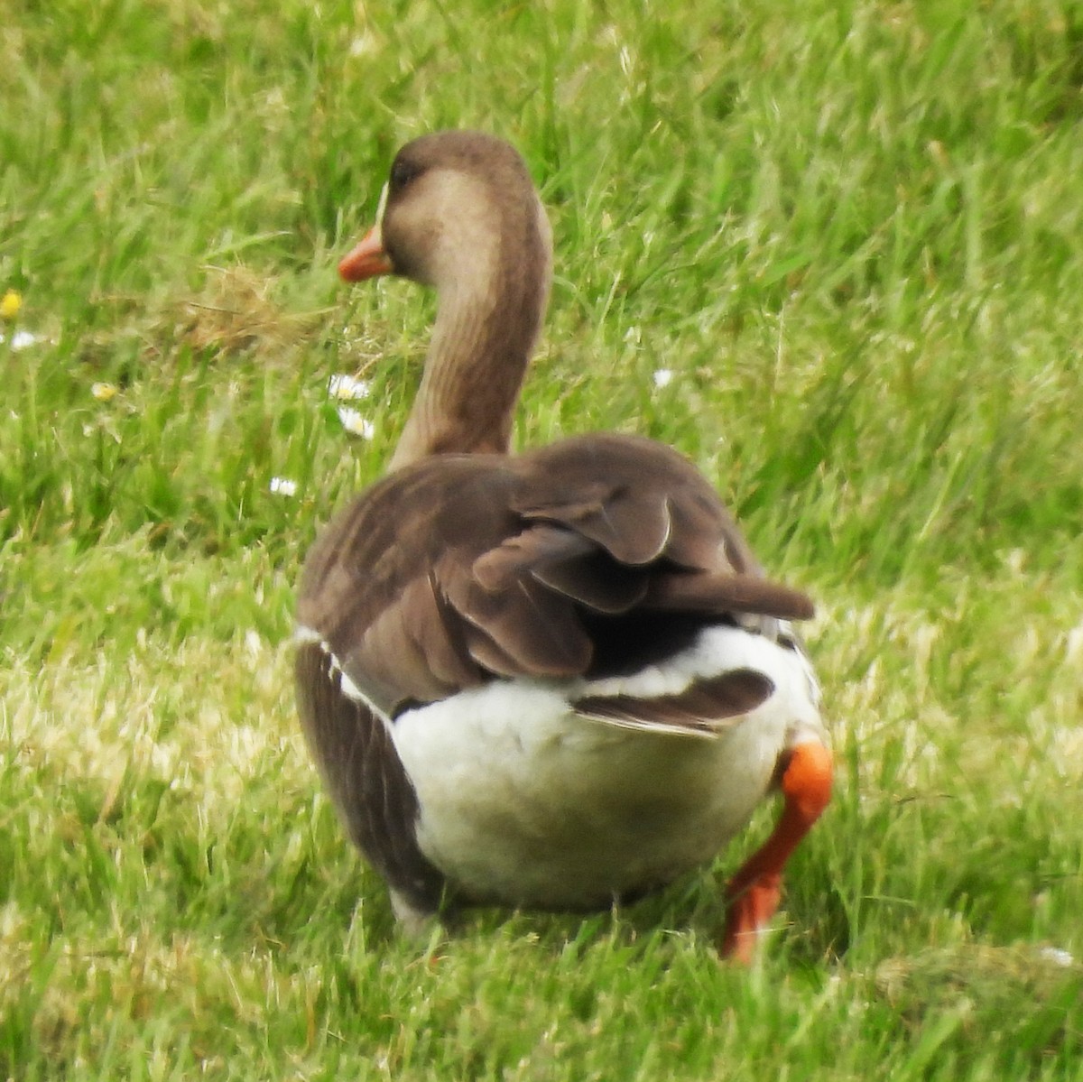 Greater White-fronted Goose - ML634863519