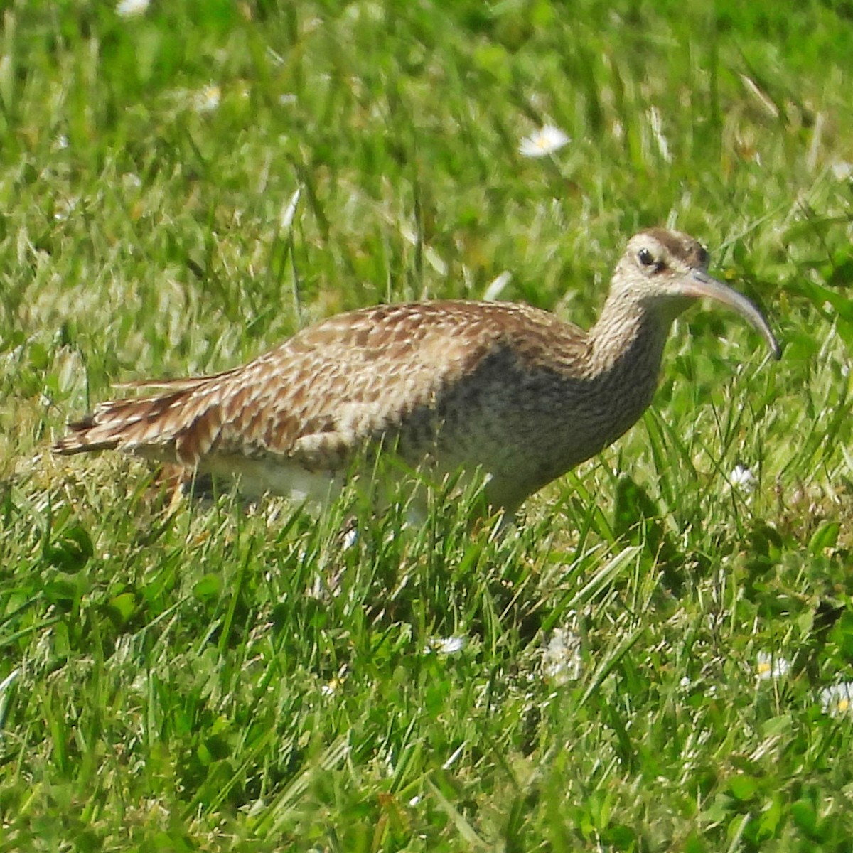 Whimbrel (Hudsonian) - ML634863534