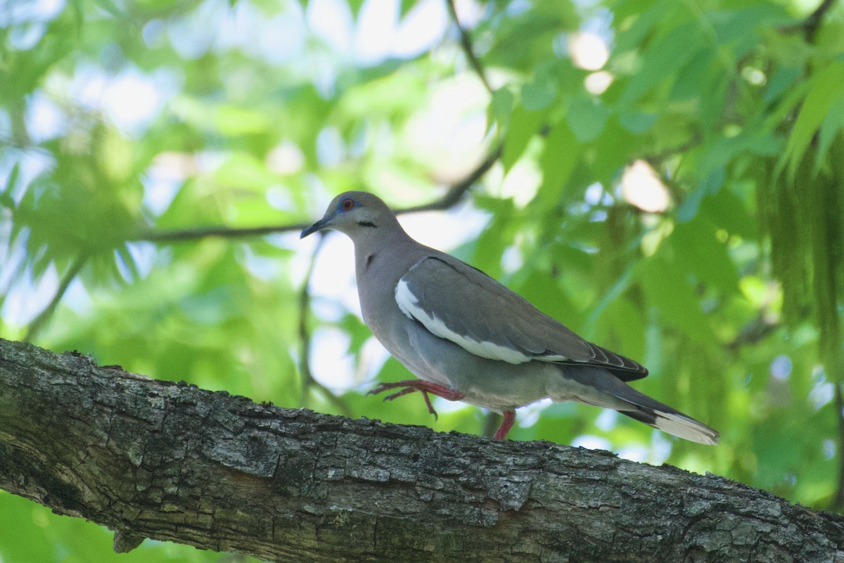 White-winged Dove - ML634863546