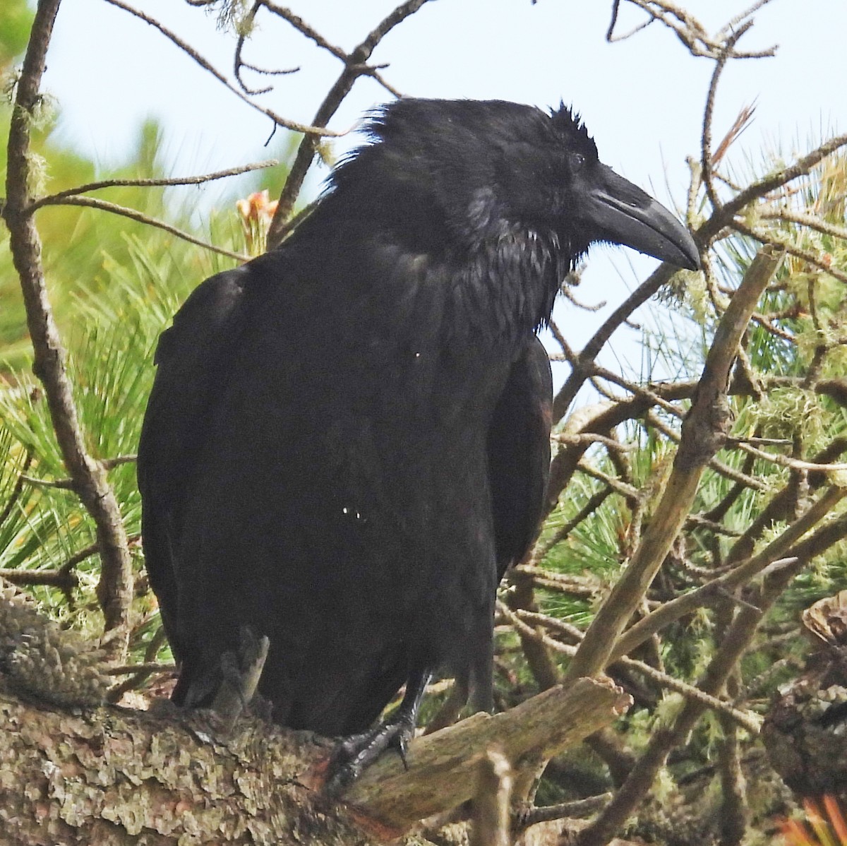 Common Raven - ML634863555