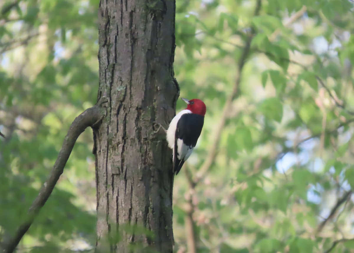 Red-headed Woodpecker - ML634863710