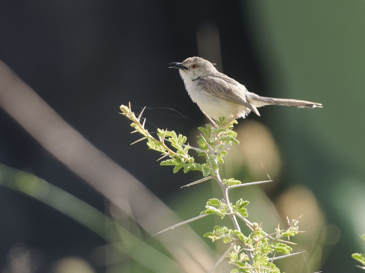 Prinia gracile - ML634863724