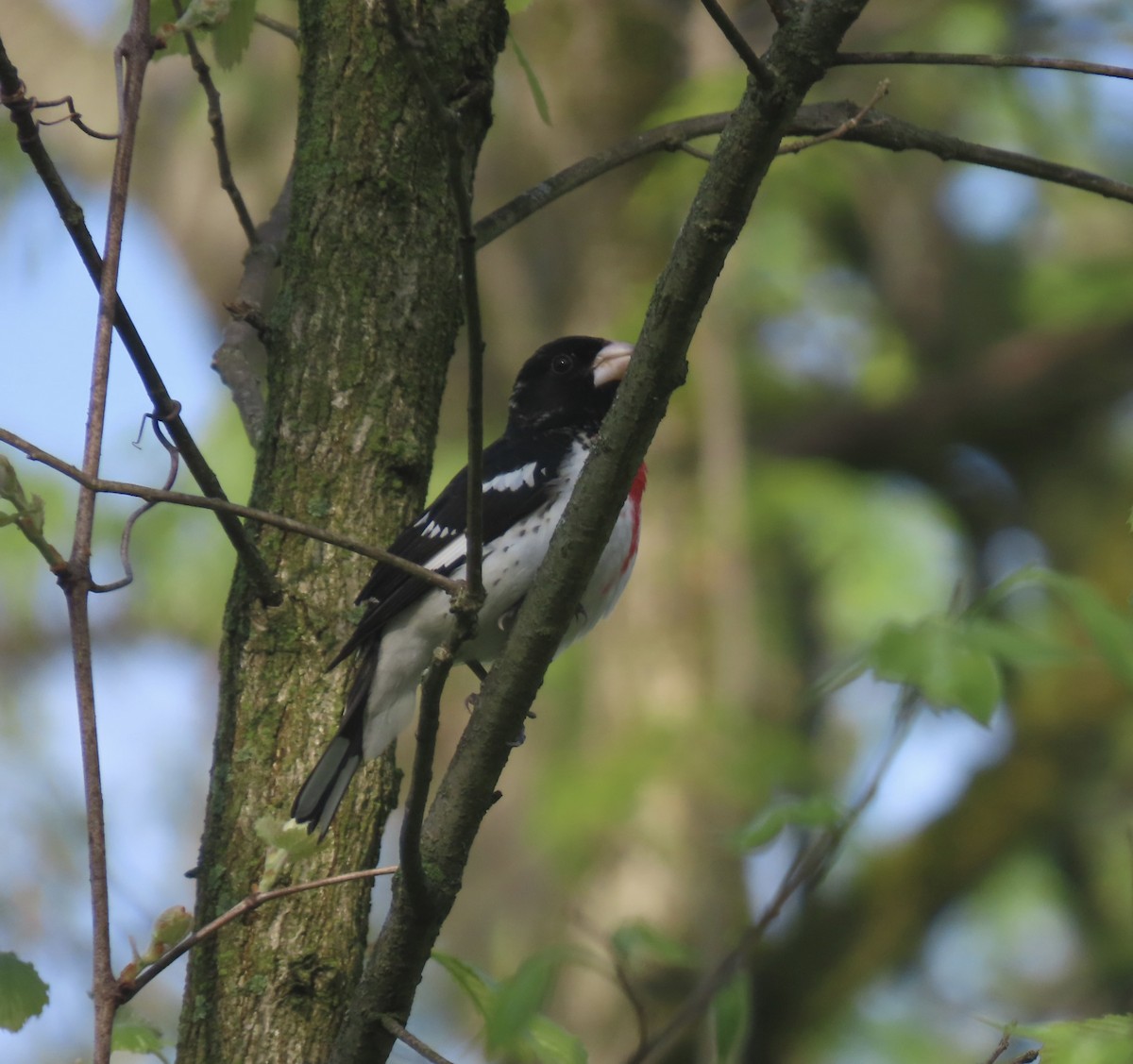 Rose-breasted Grosbeak - ML634863725