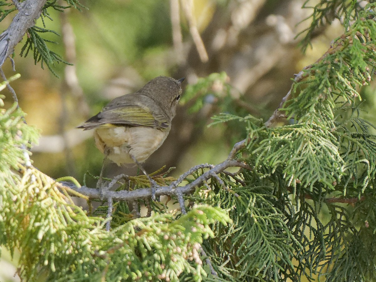 Brown Woodland-Warbler - ML634863770