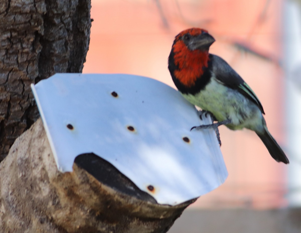Black-collared Barbet - ML634863791