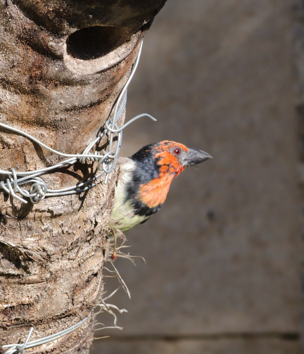 Black-collared Barbet - ML634863792