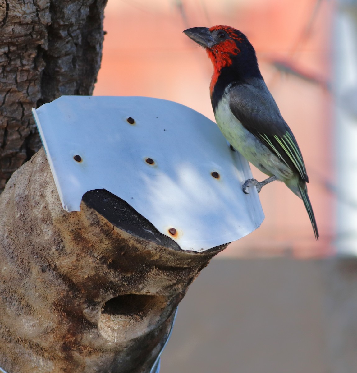Black-collared Barbet - ML634863793