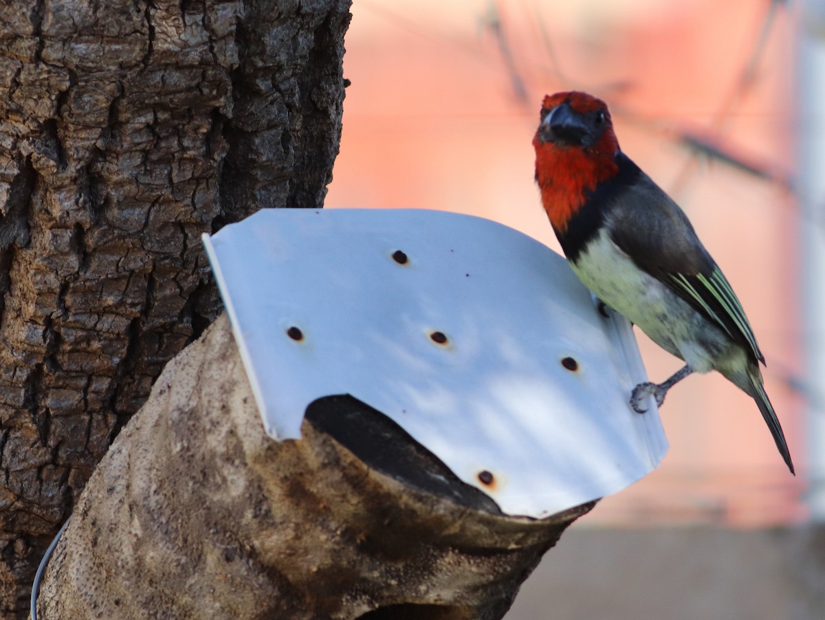 Black-collared Barbet - ML634863794
