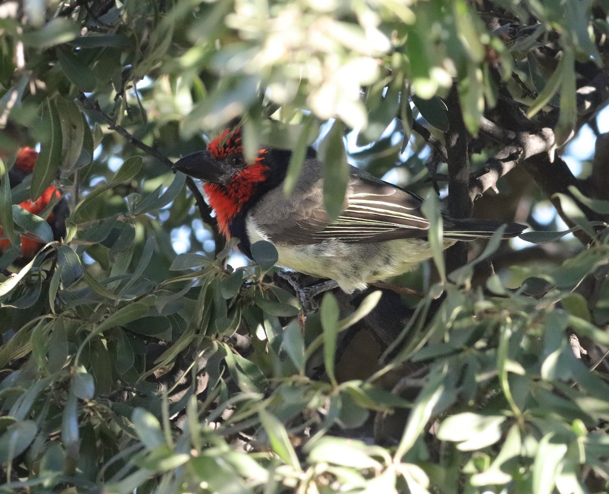 Black-collared Barbet - ML634863795