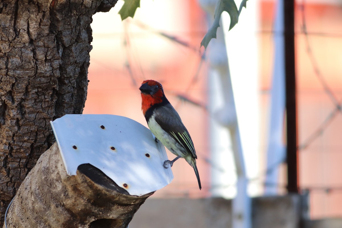 Black-collared Barbet - ML634863796