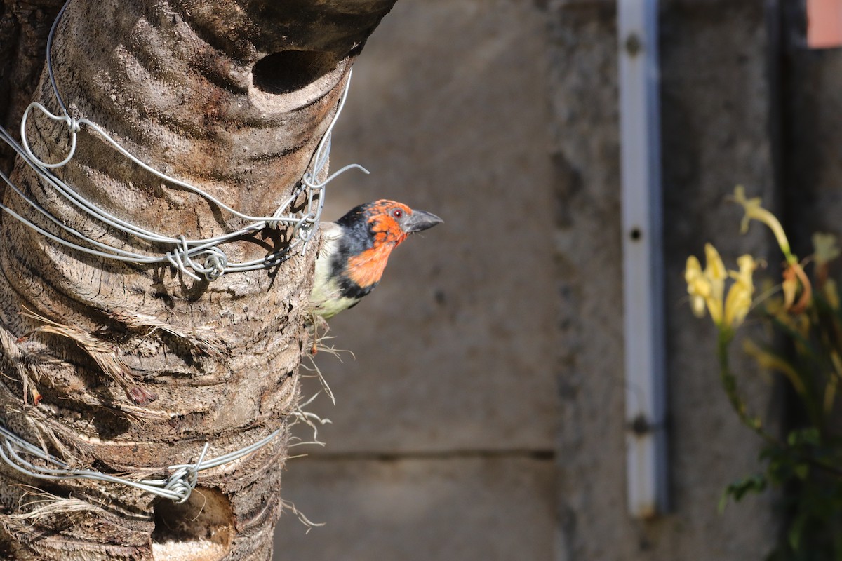 Black-collared Barbet - ML634863797
