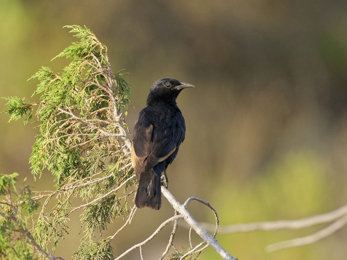 Tristram's Starling - ML634863799