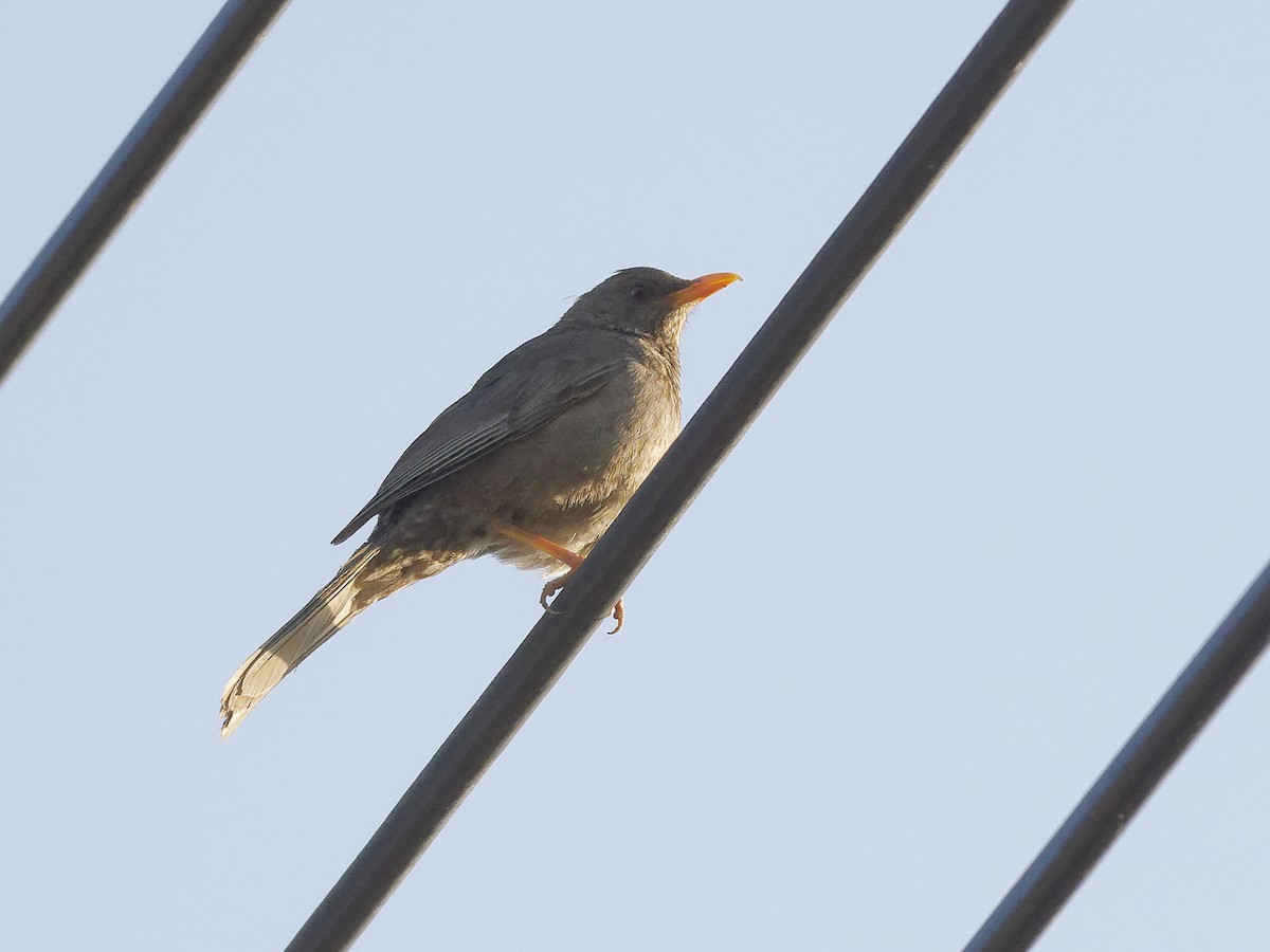 Yemen Thrush - ML634863812