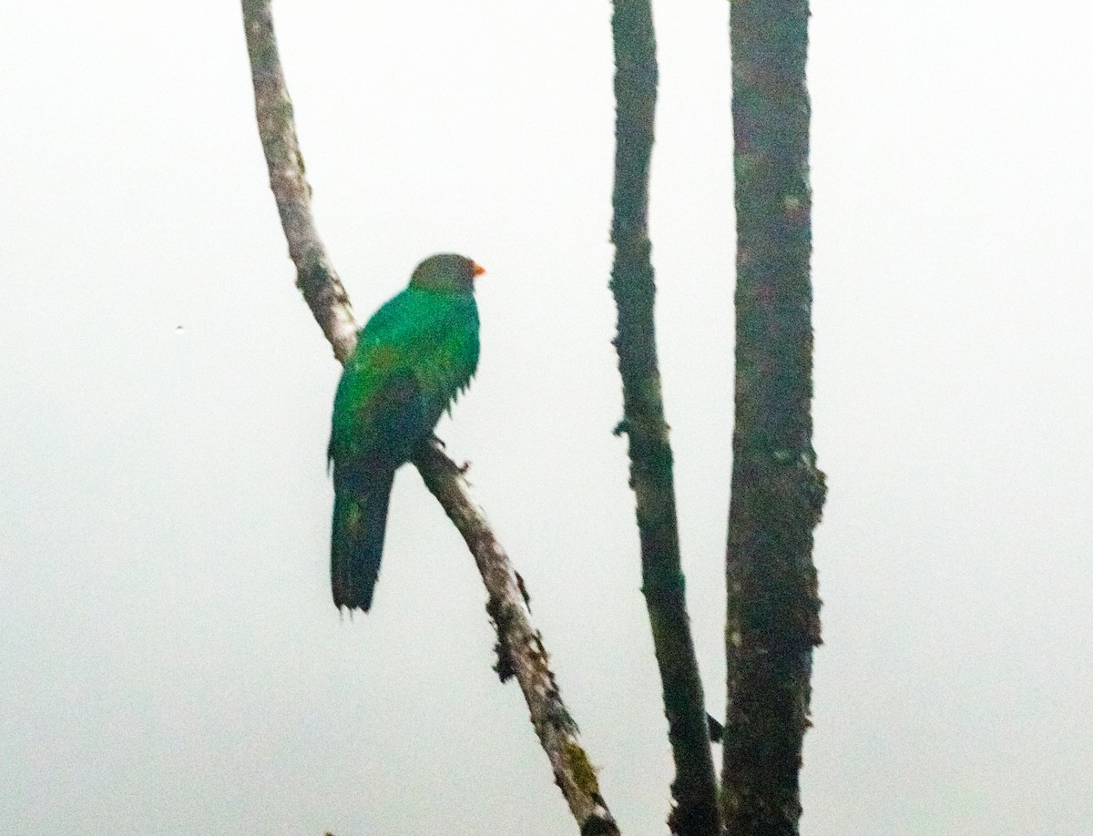 Golden-headed Quetzal - ML634863820