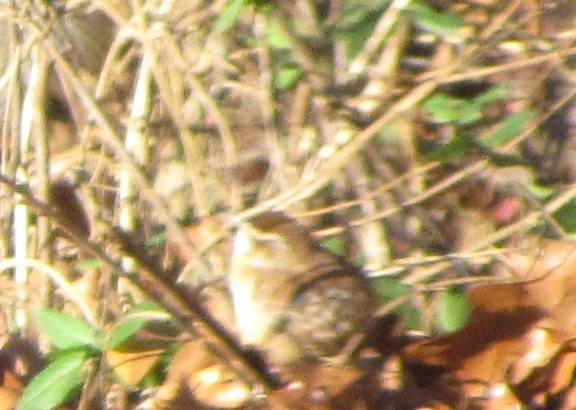 Marsh Wren - ML634863824