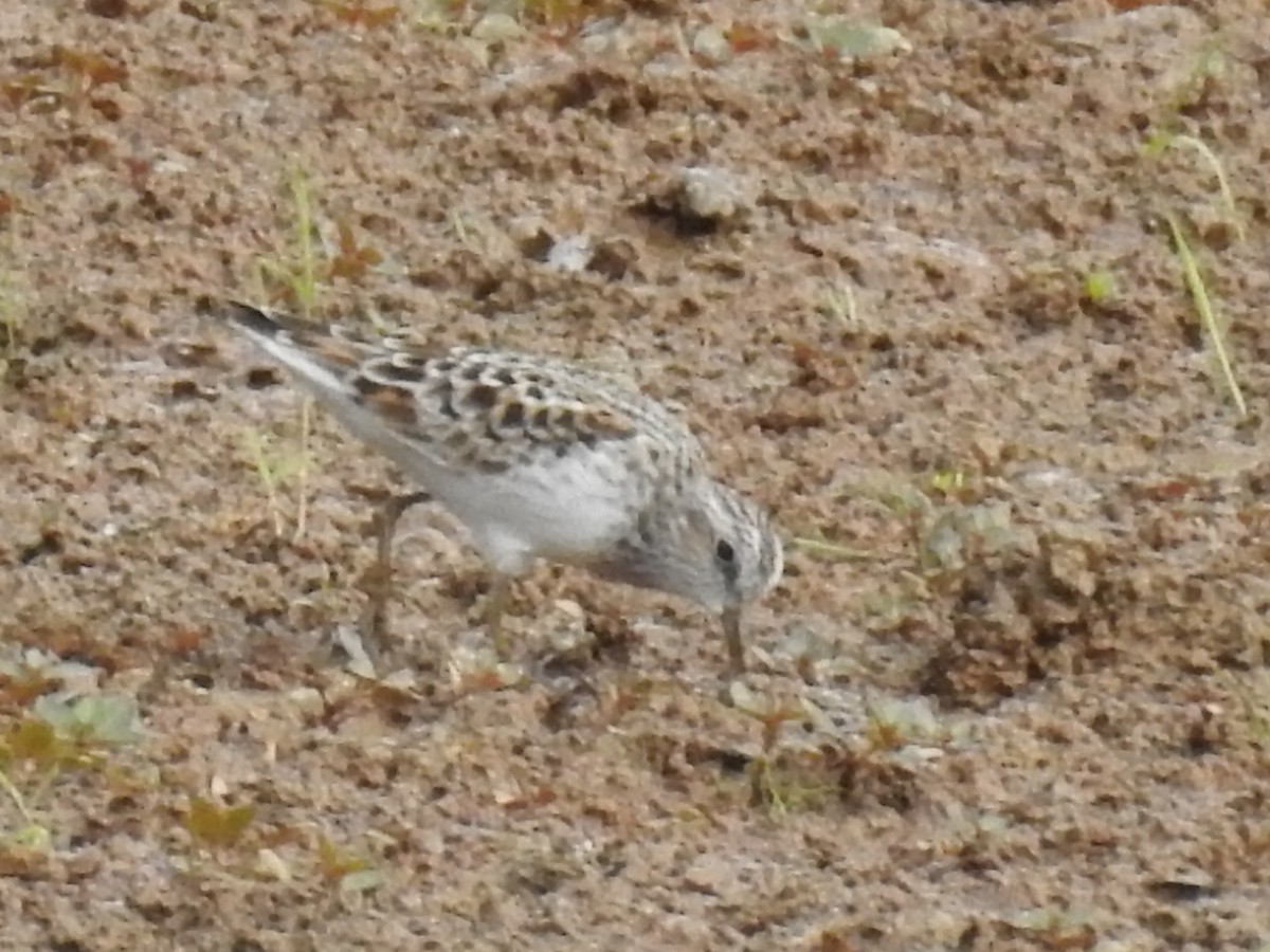 Least Sandpiper - ML634863920