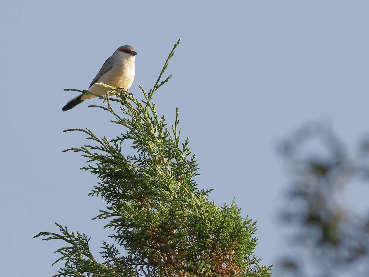 Arabian Waxbill - ML634863928